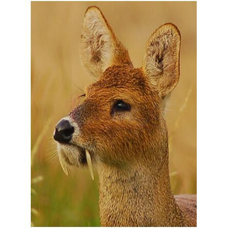 Borneo Zen-انصار عود بورنیو زن