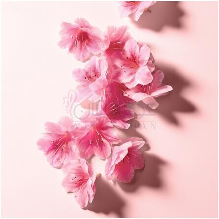 L'Imperatrice Royale-دولچه گابانا ال ایمپرتریس رویال