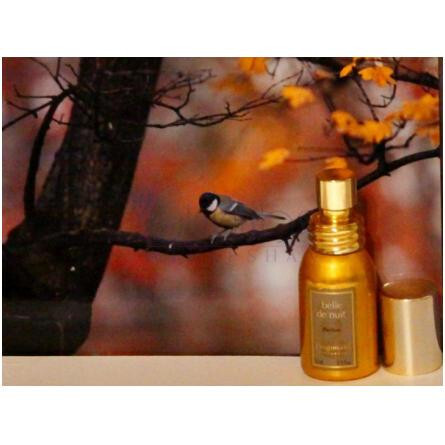 Belle de Nuit-فراگونارد بل د نویت