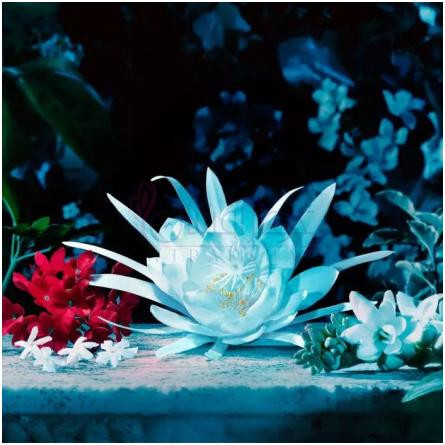 Gucci Bloom Intense-گوچی گوچی بلوم اینتنس