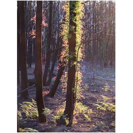 The Gamekeeper-بود پارفومز د گیم کیپر