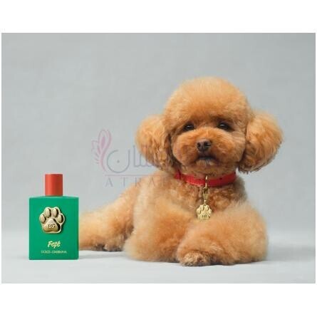 Fefé-دولچه گابانا فی فی