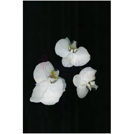 Unusual Flower-زارا انیوژوال فلاور