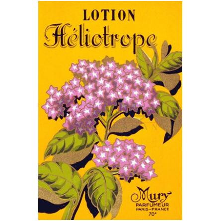 Heliotrope-موری پاریس هلیتروپ