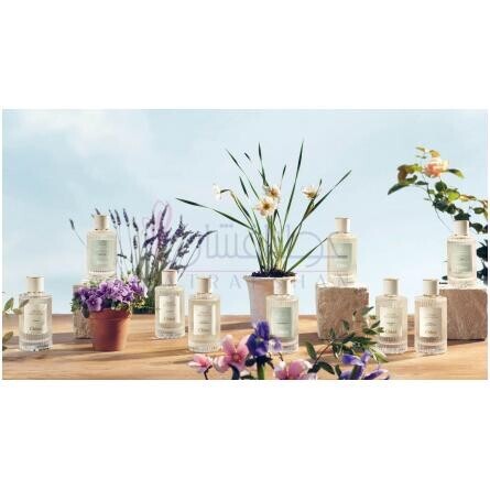 Violette-کلوهه ویولت