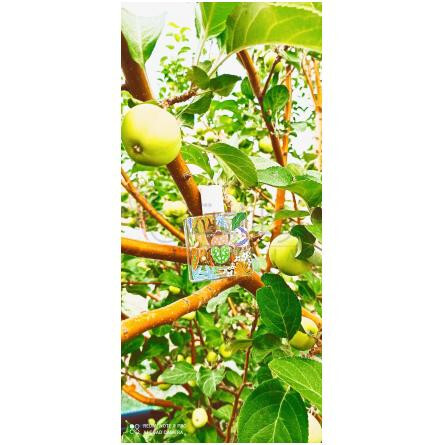 Nature Insolente-میسون ماتین نیچر اینسولنت