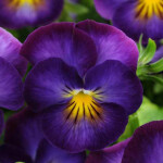 violet 