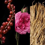 یاسمن گل بانو