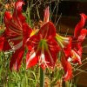 رامین محمدی