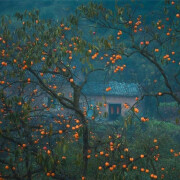 حواصیل خاکستری