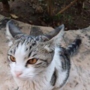 کیومرث