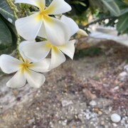 مهدي خاك نژاد