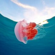 اميرعلي دايي