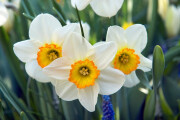 Narciso