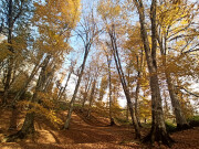 مجید کشاورز