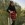 negin