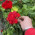فرشته فرشته