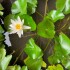 Marie