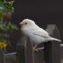 White Sparrow 